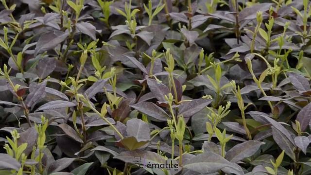 Jasmin étoilé Winter Ruby® 'Trared' by clematite.net - Spécialiste des plantes de jardin смотреть онлайн