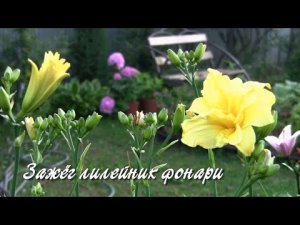 Зажёг лилейник фонари.  Дачные картинки.