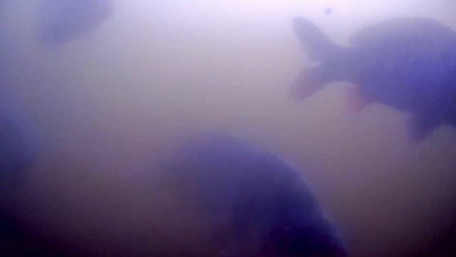 открытие сезона в « стрелецком ручье» смотреть онлайн