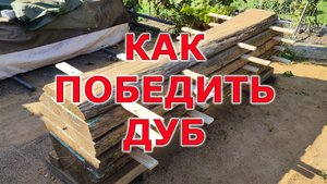 Распил 100 летнего дуба на даче