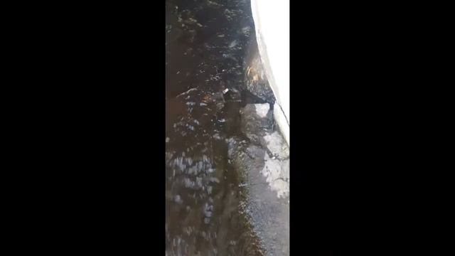 Нерест плотвы 2021 смотреть онлайн