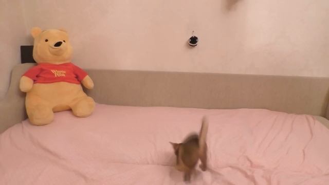 Котёнок Ариела танцует брейкданс | до слёз смотреть онлайн