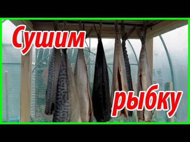 Готовим скумбрию к копчению//Просушка