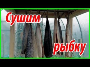 Готовим скумбрию к копчению//Просушка