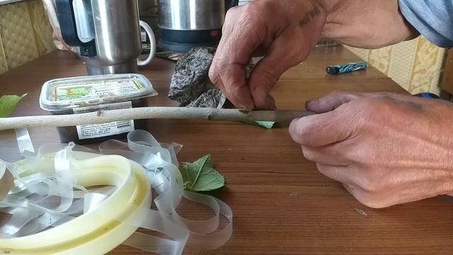 НЕ ПРОПУСТИТЕ!!! Летняя окулировка,прививка почкой в Т образный разрез.95% УСПЕХА. смотреть онлайн