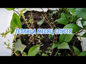 ТЕПЛИЦА МЕСЯЦ СПУСТЯ