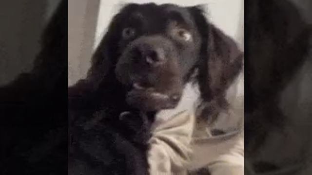 собачка
