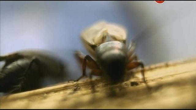 Наука 2.0. Акустика # 2 смотреть онлайн