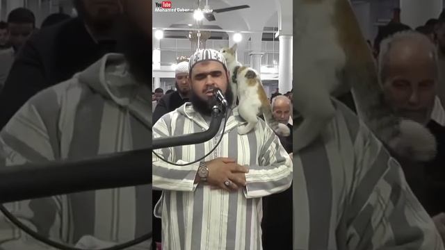 القطة والامام الجزائرى اثناء صلاة التهجد !