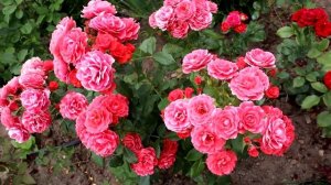 10 ЛУЧШИХ ФЛОРИБУНД СЕЗОНА!