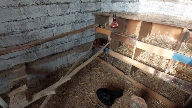 Куры 15.02.23г смотреть онлайн