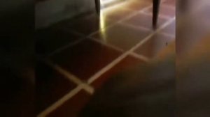 Феи есть и существуют