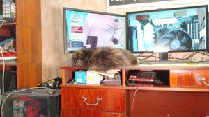 Кошка зовёт кота в брачный период 9