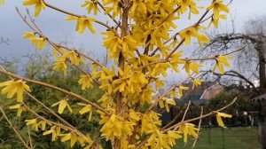 Наша Форзиция (Forsythia) на даче.