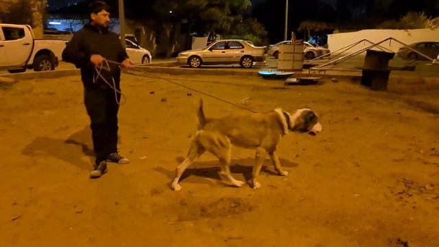 Йылдыз Ким район Ашхабад Туркменский Волкодав! смотреть онлайн