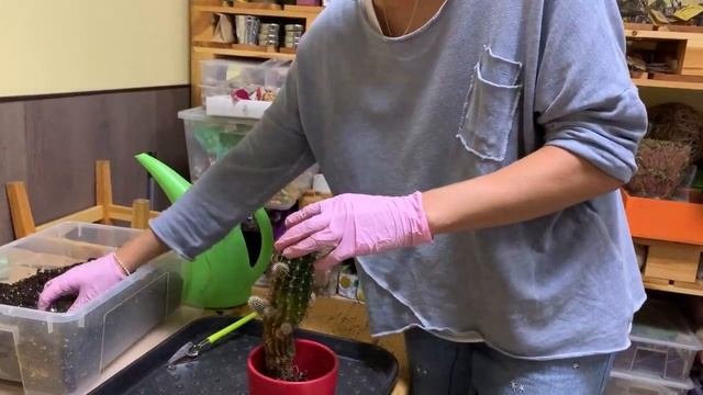 Пересадка кактуса - легко и непринужденно. Не стоит бояться, это не больно)
