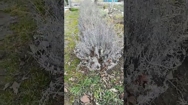 весенняя обрезка лаванды 2023