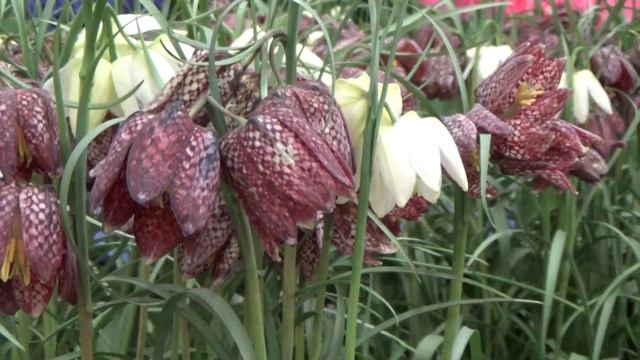 Fritillaria Meleagris - DutchGrown.com смотреть онлайн