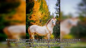 Особенности андалузской породы лошадей