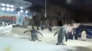 Смешные_Пингвины Funny_Penguins