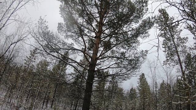 Соболь и Лайка!!! Охота в Эвенкии!!! смотреть онлайн