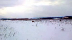 русская гончая сгоняла зайца-русака