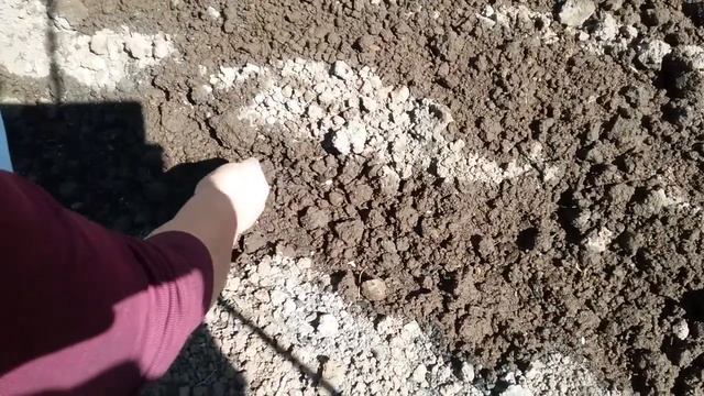 Как вырастить огурцы. Советы по уходу и посадке для урожая огурцов. смотреть онлайн