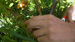 Как правильно обрезать виноград чтобы он был слаще и вкуснее?