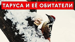 Таруса и ее обитатели.