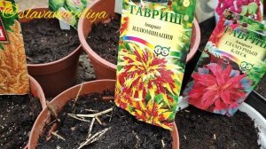 Какие цветы можно посеять в мае