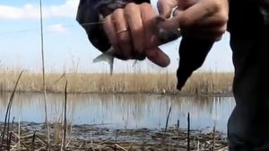 Ловля тарани на удочку весной