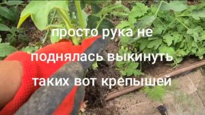 Томаты без рассады на подоконнике и что из этого получилось..mp4