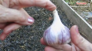 ПОСАДКА ОЗИМОГО ЧЕСНОКА ..ВАЖНЫЕ МОМЕНТЫ.. ПОДГОТОВКА ГРЯДКИ ..СРОКИ ПОСАДКИ..ОБРАБОТКА ЛУКОВИЦ..