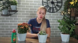 Если вам подарили Хризантему ? Как обрезать Хризантему ? Уход за цветком в домашних условиях