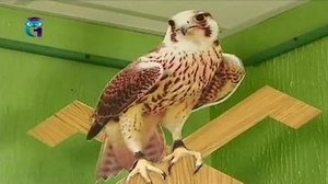 Выставка "Сокольники. Седая старина" рассказывает о «преданьях старины глубокой»