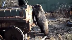 Суровая тайга с медведями!