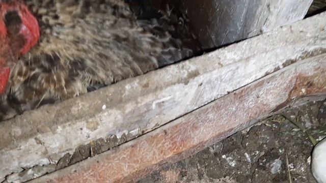 Сбор яиц! Курочка квочка! #курынесушки #курятник #chick #курятник #квочка смотреть онлайн