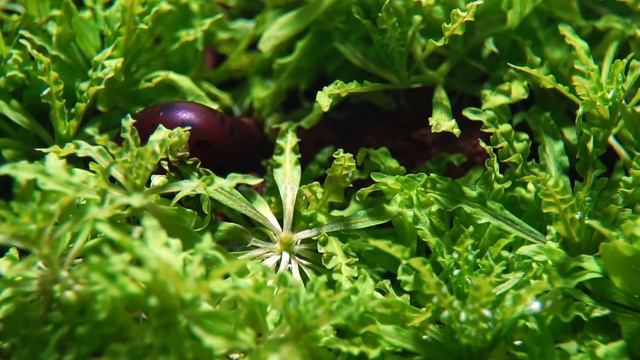 Natural Planted Aquarium With Rich Colors смотреть онлайн