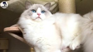 ✔ Кошка рэгдолл, крупная порода кошек с миролюбивым характером. Интересное о породе