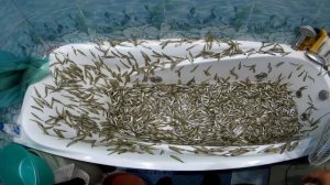 КАК ЗАВЯЛИТЬ МЕЛКУЮ РЫБУ. ВЯЛЕНАЯ РЫБА МЕЛКАЯ КОРЮШКА.