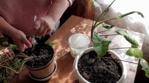 РАСКИСЛЯЮ ПОЧВУ
Домашние заботы с цветами