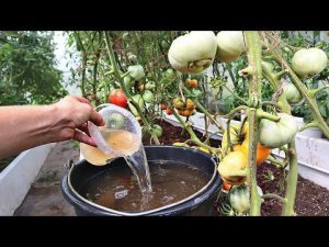 Помогите томатам быстро покраснеть и стать крупнее! Последняя подкормка помидор в августе!