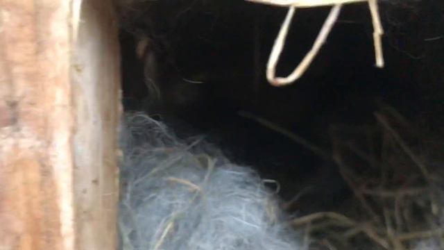 Очень крупные Кролики 🐇. Кролик великан смотреть онлайн