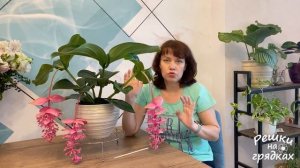 Мединилла Уход в домашних условиях Как с ней подружиться?