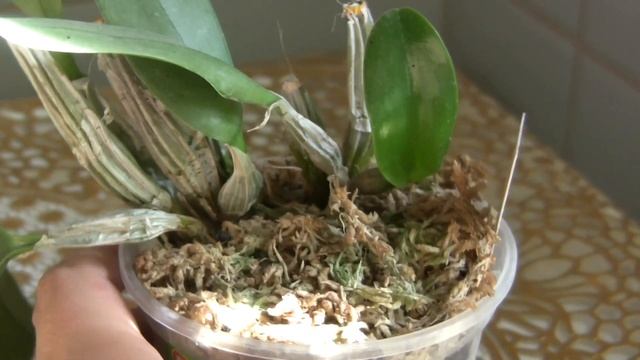 Дендробиумы Линли (Dendrobium lindleyi) и Дендробиум Дженкинса (Dendrobium jenkinsii). смотреть онлайн