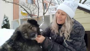 Как и чем я кормлю своих собачек