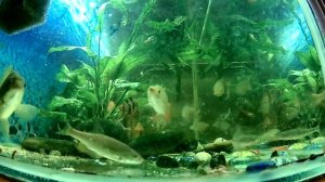 Кормление червями в аквариуме. Голавль Карась Красноперка