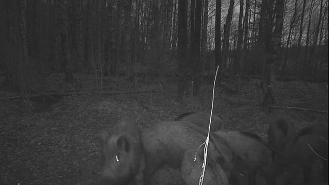 Дикие кабаны на кормушке ночью - vuoksa-baza.ru смотреть онлайн