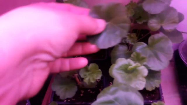 мои черенки..учусь сохранять и черенковать. смотреть онлайн