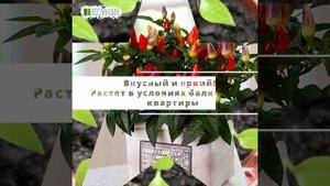 Перец балконно-комнатный Фиеста, Семена